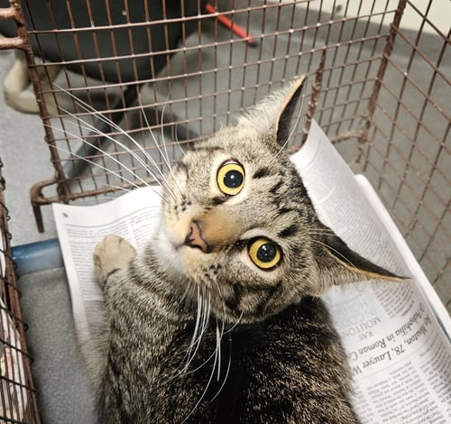 PRETTY BOY - Domestic Short Hair for adoption in Glendale