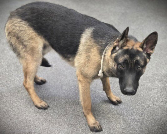 BEOWOOF Image