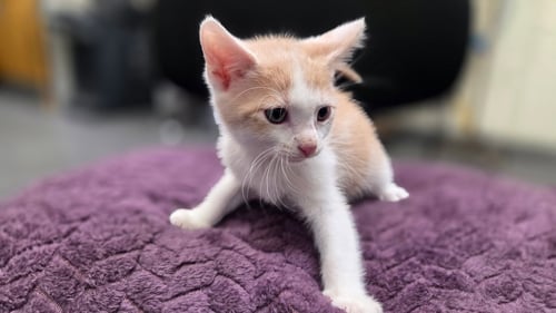 A2302391 - Domestic Short Hair available for adoption