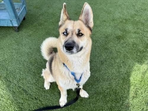 FAY - German Shepherd Dog available for adoption