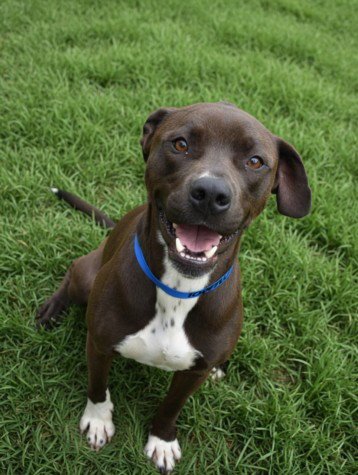 MINUS - American Pit Bull Terrier available for adoption