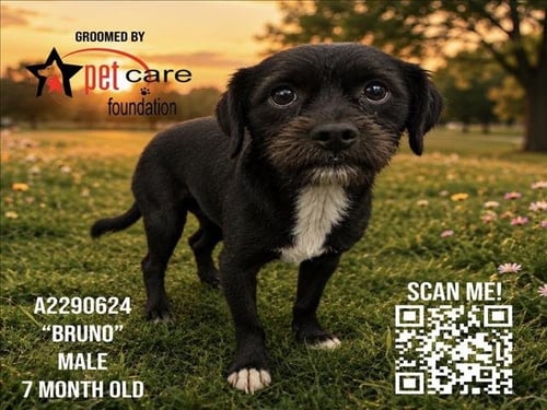 BRUNO - Toy Fox Terrier available for adoption