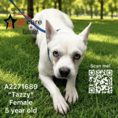 TAZZY Image