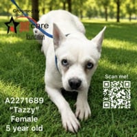 TAZZY - Photo 1