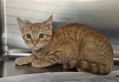 BOBBY HILL - Domestic Short Hair available for adoption