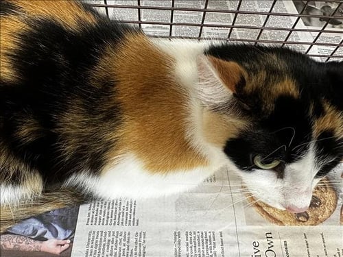 LAYLA - Domestic Short Hair for adoption in Glendale
