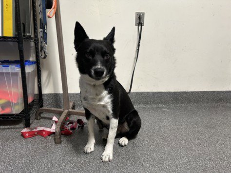 NINER - Border Collie available for adoption