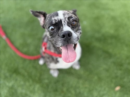 ABEL - Boston Terrier / French Bulldog available for adoption