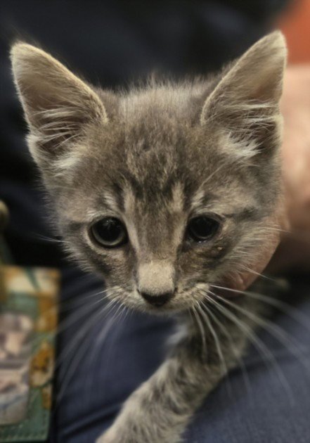 TIPPY TOES - Domestic Short Hair available for adoption