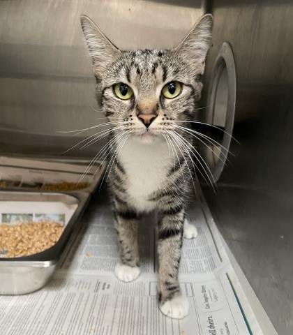 MOON - Domestic Short Hair for adoption in Los Angeles
