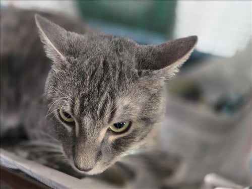 JR - Domestic Short Hair available for adoption