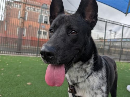 VINCE - Australian Cattle Dog/Blue Heeler available for adoption