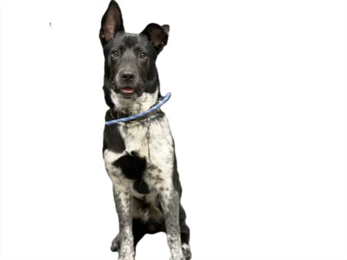 VINCE - Australian Cattle Dog/Blue Heeler available for adoption