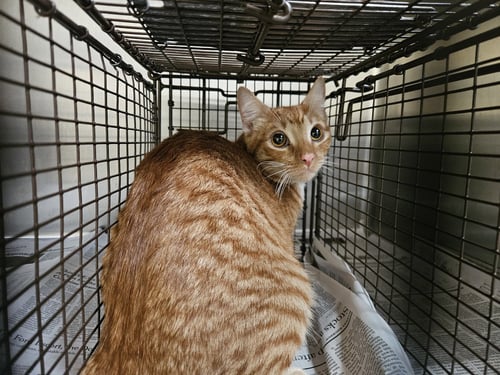 MELON - Domestic Short Hair available for adoption