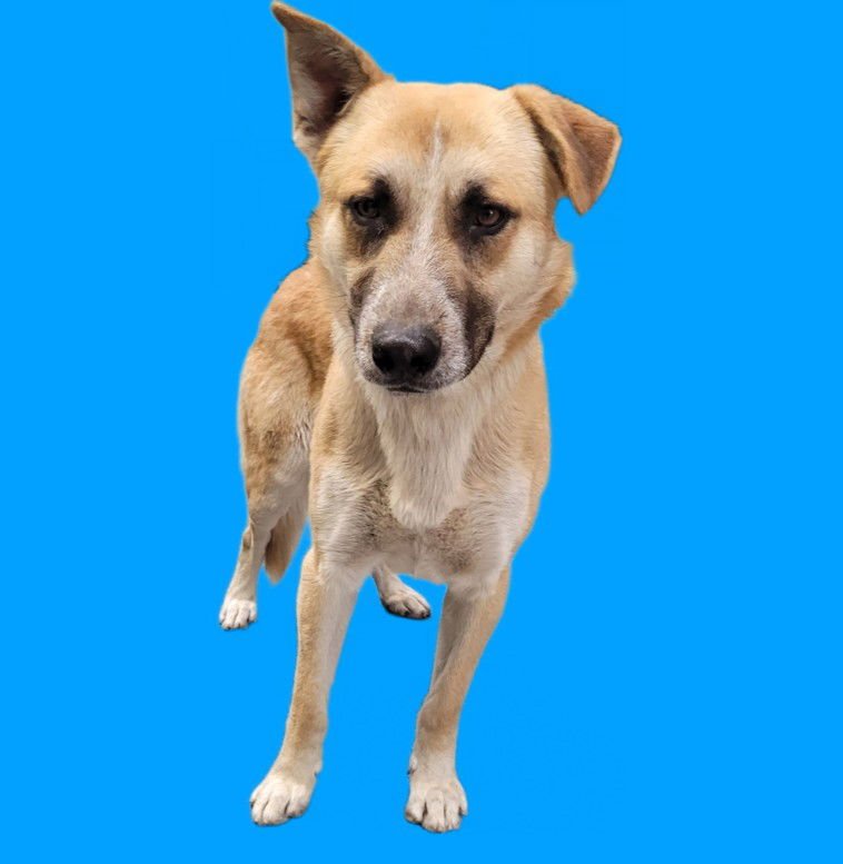 BALTAZAR - German Shepherd Dog available for adoption