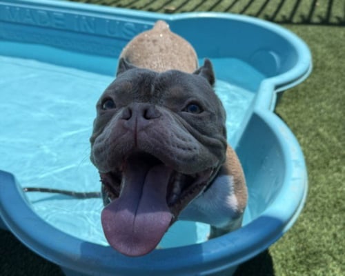 MR. HANDSOME - Pit Bull Terrier / French Bulldog available for adoption