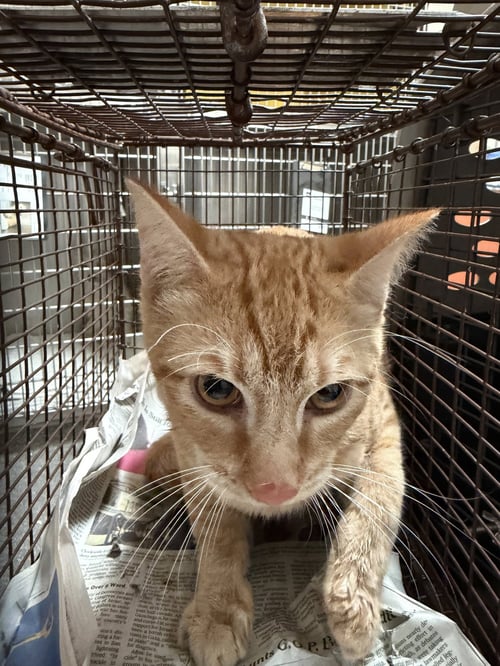 GOLD - Domestic Short Hair available for adoption