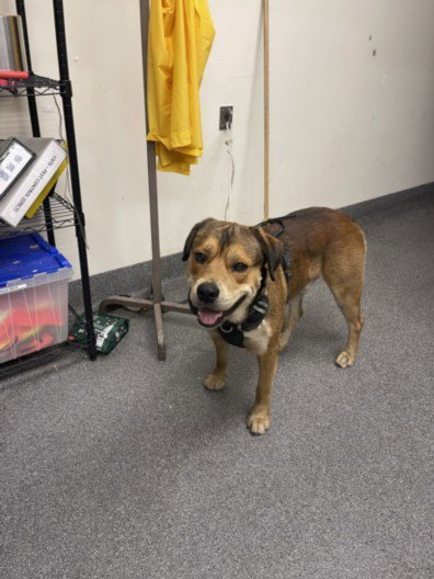 ROB - German Shepherd Dog available for adoption