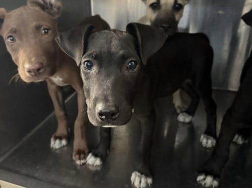 DAPHNE - Staffordshire Bull Terrier / German Shepherd Dog available for adoption