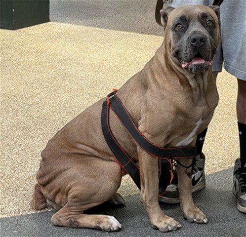 LADY - Cane Corso Mastiff available for adoption