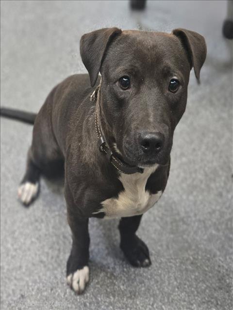 SHADOW - Pit Bull Terrier available for adoption