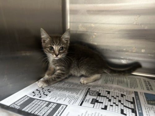 CATHERINE FLUFF BOTTOM - Domestic Medium Hair available for adoption