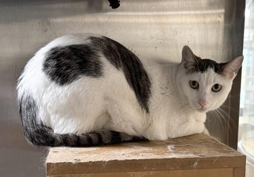 LARRY - Domestic Short Hair available for adoption