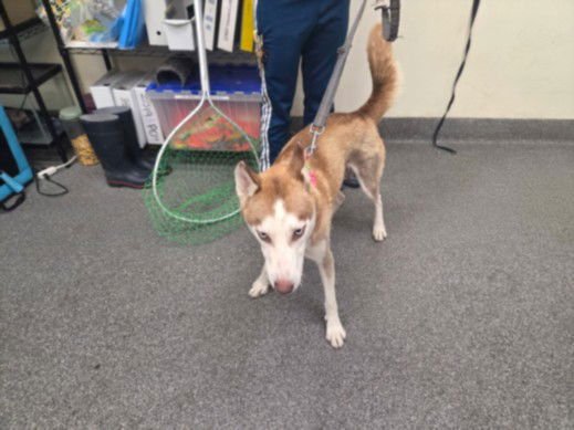 MAGGIE - Siberian Husky available for adoption