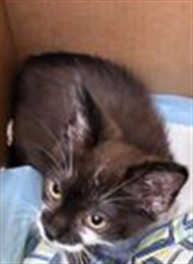 EVERYTHING - Domestic Short Hair available for adoption