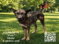 FOX - Photo 1