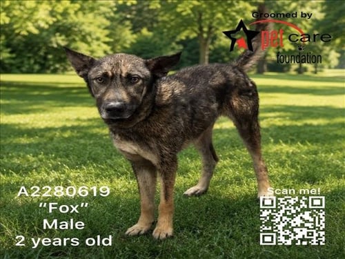 FOX - German Shepherd Dog available for adoption