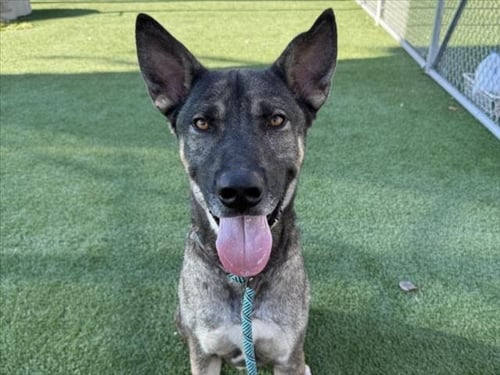 FOX - German Shepherd Dog for adoption in Los Angeles