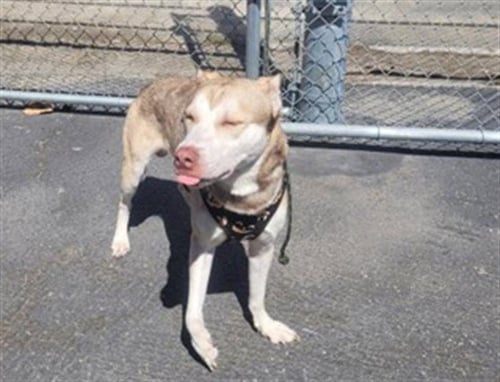 CORNFLAKES - Siberian Husky / Pit Bull Terrier available for adoption