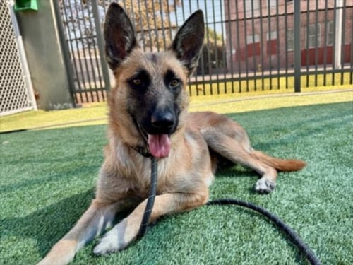 CASH - German Shepherd Dog available for adoption