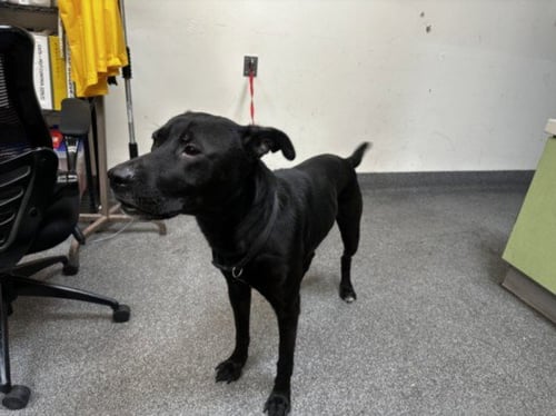 SASHIMI - Labrador Retriever available for adoption