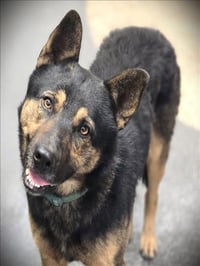 ODIN - Photo 1