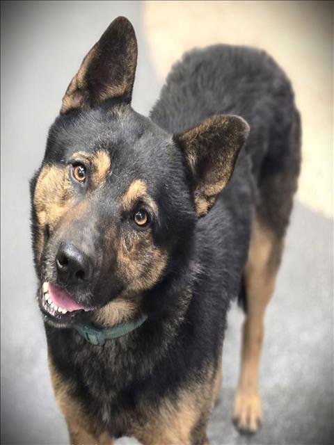 ODIN - German Shepherd Dog available for adoption