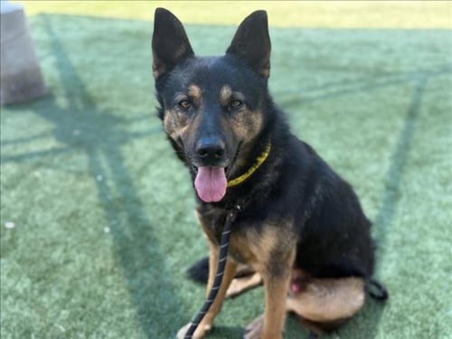 ODIN - German Shepherd Dog for adoption in Los Angeles