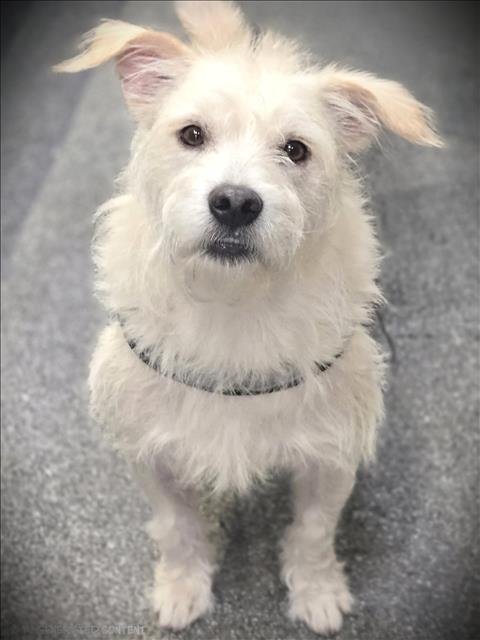 LEO - Cairn Terrier available for adoption