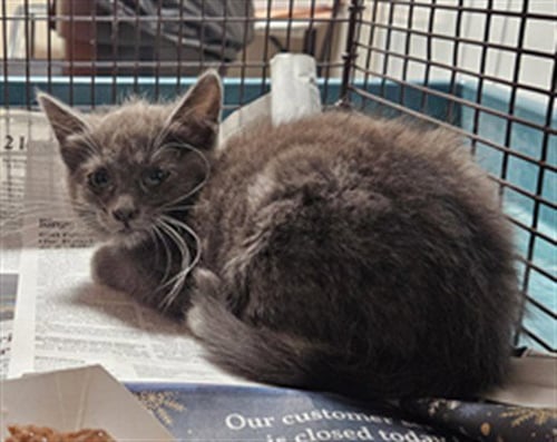 ANSEL - Domestic Short Hair available for adoption