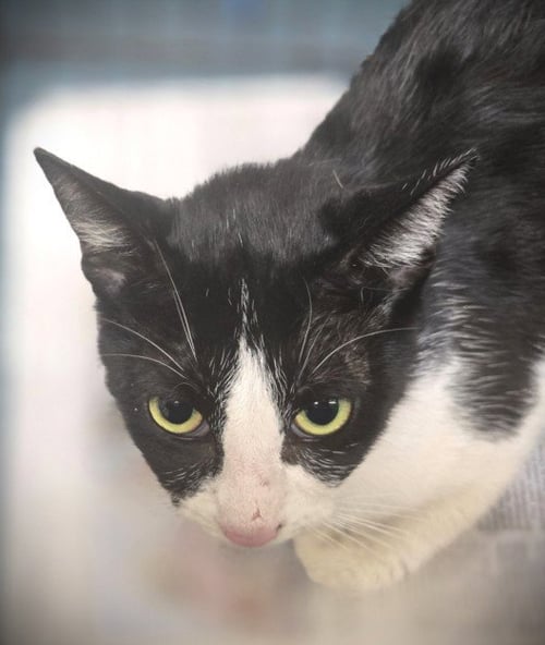 PEACHES - Domestic Short Hair available for adoption
