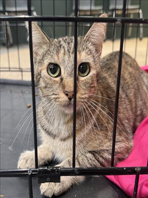KITTY - Domestic Short Hair available for adoption
