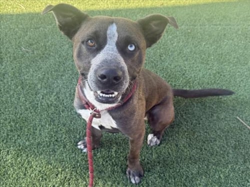 WESTLEY - Pit Bull Terrier / Siberian Husky available for adoption