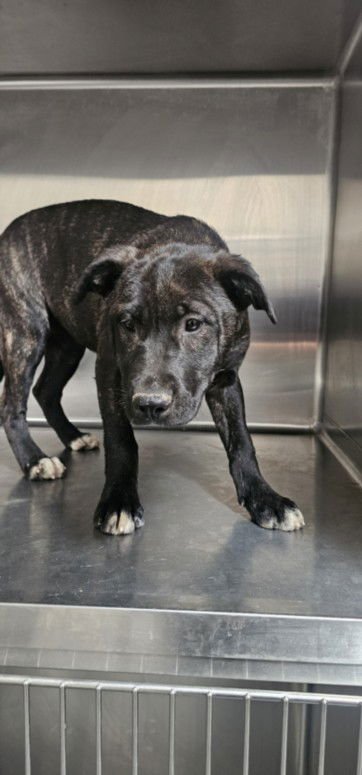 EMBER - German Shepherd Dog available for adoption