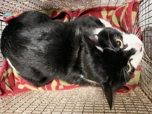 HERMOSO - Domestic Short Hair available for adoption