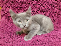 LUCIPURR - Photo 1