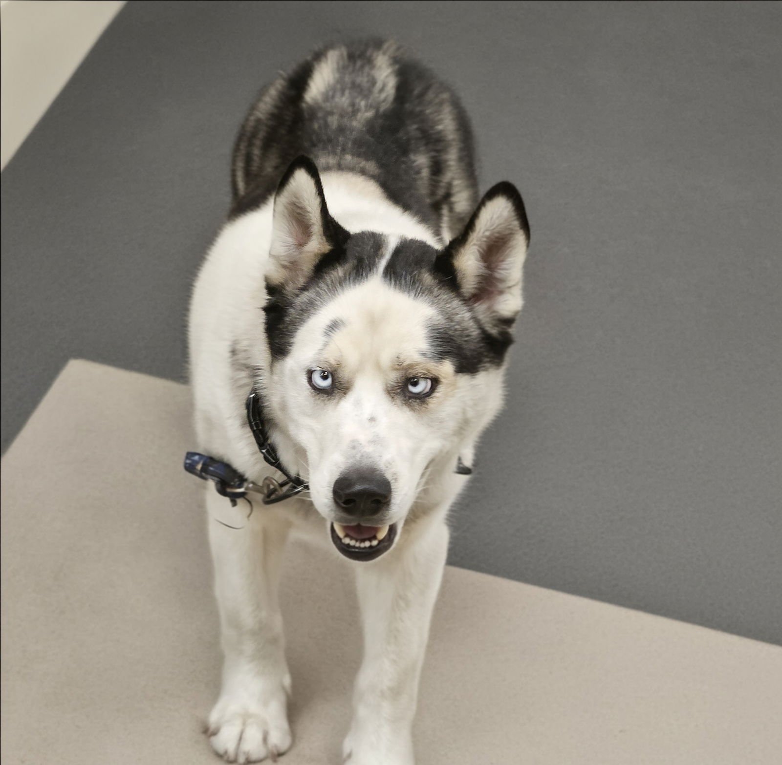 HUDSON - Siberian Husky available for adoption