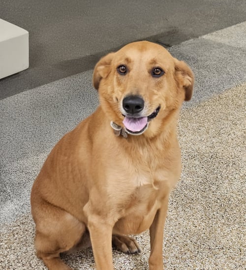PRINCESS - German Shepherd Dog available for adoption