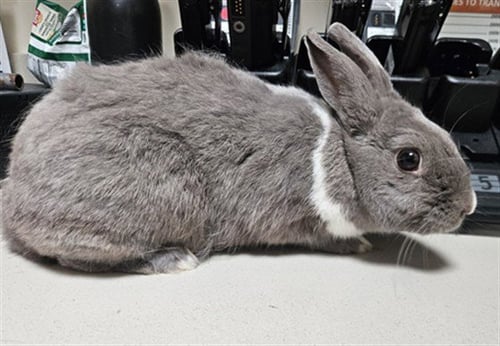 CHOBIS - American available for adoption