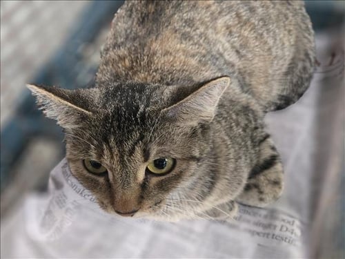 BABY - Domestic Short Hair available for adoption